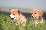 CORGI PEMBROKE 1232